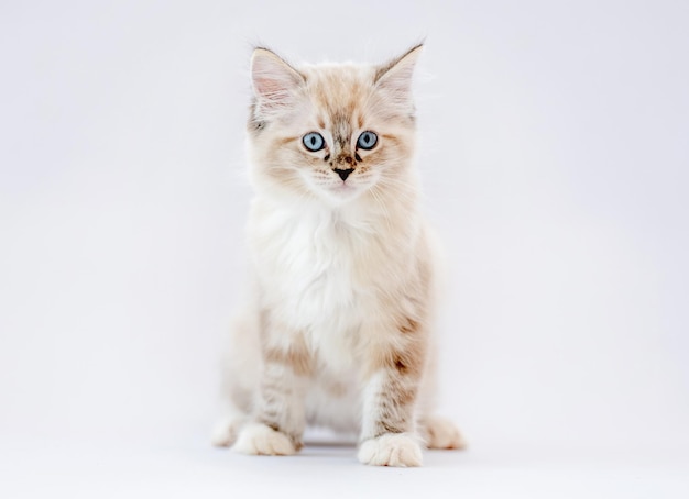 Ragdoll kitten isolated on white background