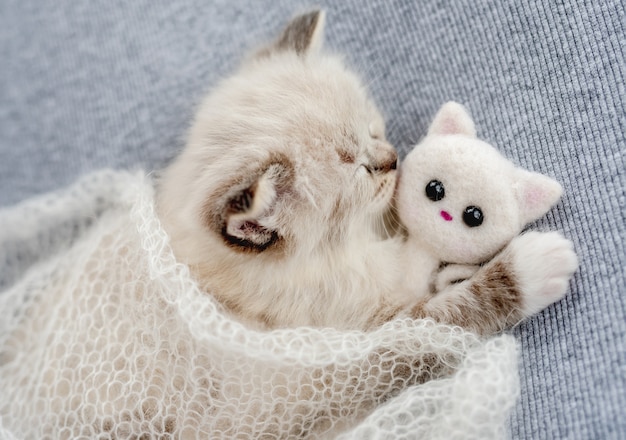 사진 ragdoll 새끼 고양이 사진 신생아 스타일