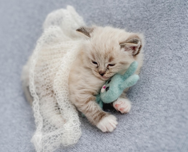 Ragdoll kitten sleeping