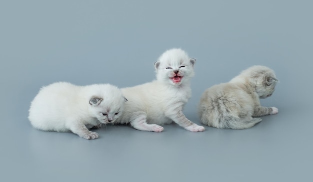 水色の背景に分離されたラグドール子猫