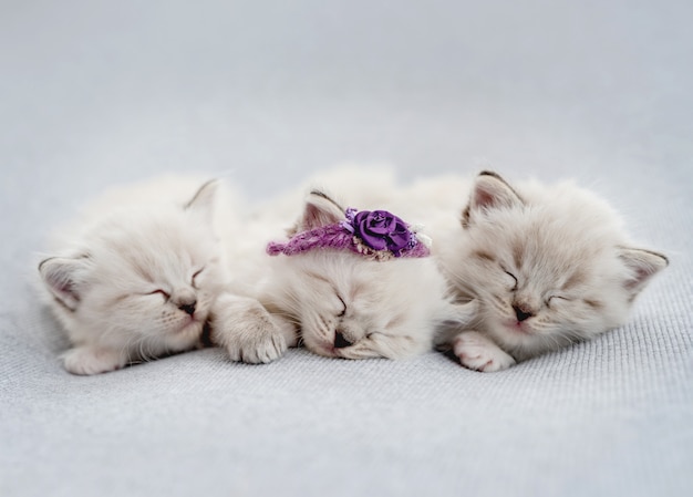 Ragdoll kittens photos newborn style