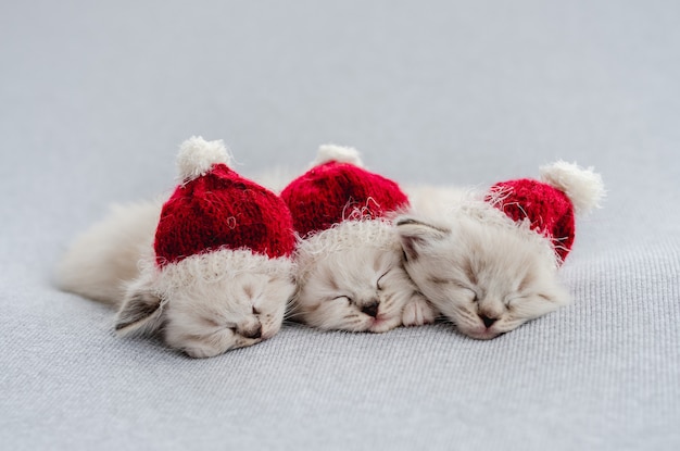 Ragdoll kittens photos newborn style