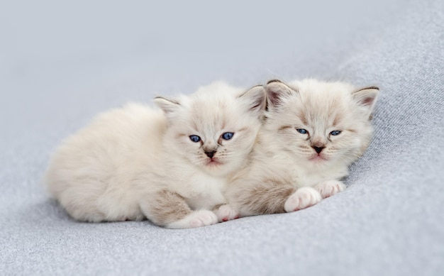 Ragdoll kittens photos newborn style