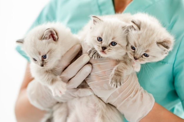 Ragdoll kittens at veterinerian clinic