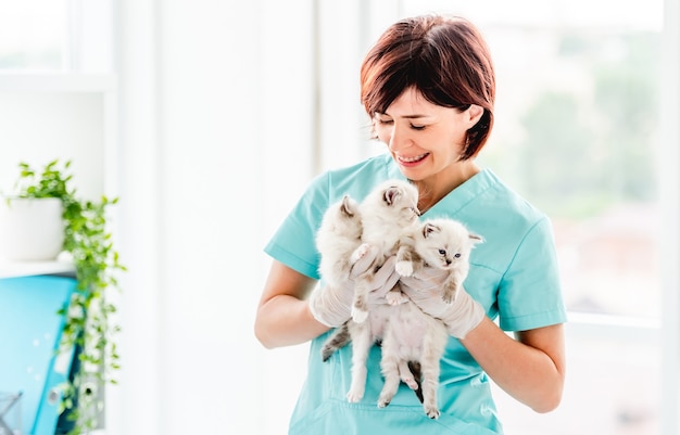 수의사 클리닉에서 랙돌 고양이