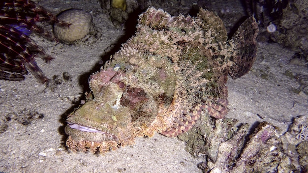 Raggy Scorpionfish op de zeebodem van de Rode Zee, Eilat, Israël