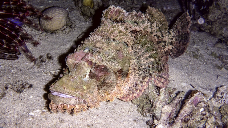 Photo 이스라엘 eilat 홍해 해저에 있는 raggy scorpionfish