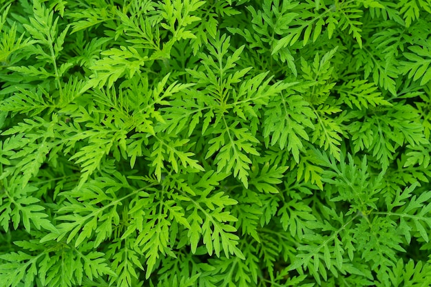 Photo ragweed, ambrosia weed, texture, background a close-up on dangerous plant ragweed pollen, ambrosia shrubs that causes allergic reactions