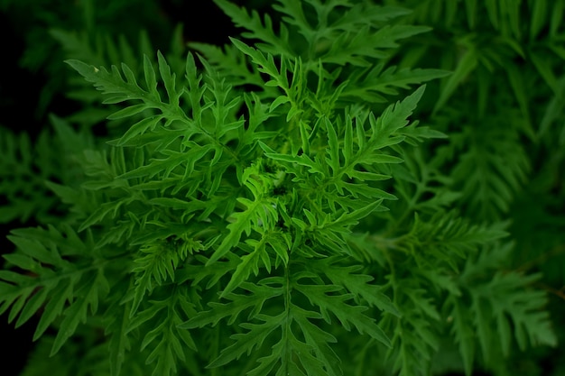 Ragweed bushes. Ambrosia artemisiifolia is the strongest allergen.  Its pollen causes severe  allergies during flowering.