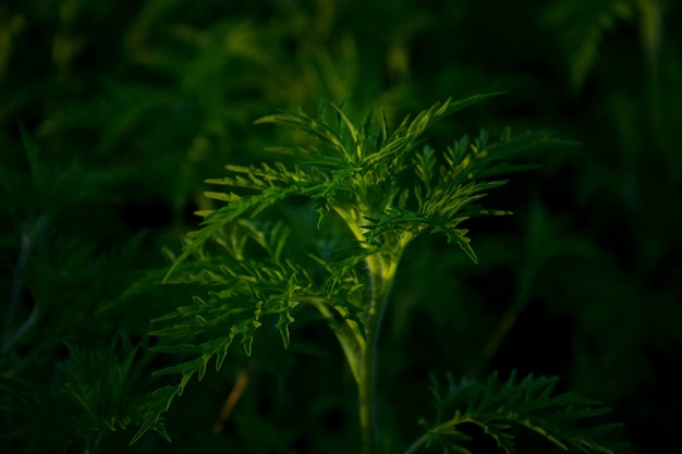 Ragweed struiken. Ambrosia artemisiifolia is het sterkste allergeen. Het stuifmeel veroorzaakt ernstige allergieën tijdens de bloei.