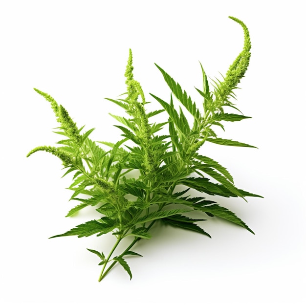 Ragweed with white background high quality ultra hd