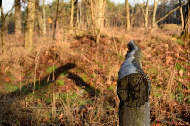 Photo railing on land at forest