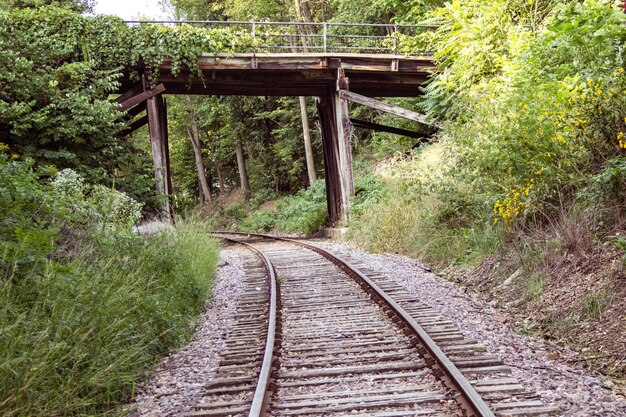 写真 森の木の間で橋の下を通る鉄道