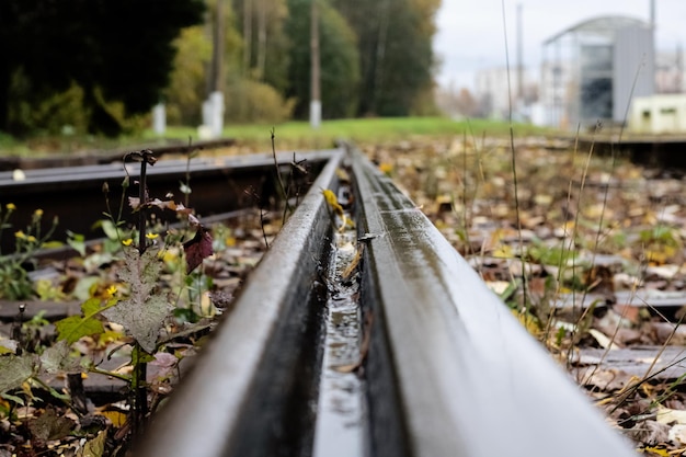 Photo railroad rails among grass and yellow leaves