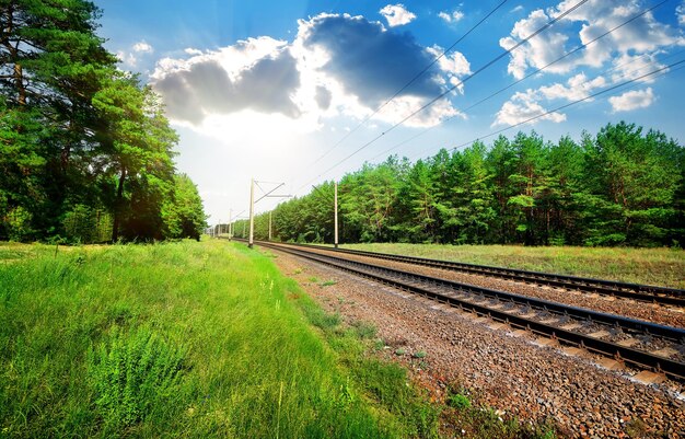 Railroad through the pine forest at sunny day