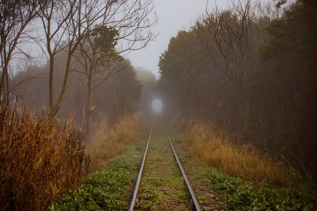 Railroad track amidst trees against sky