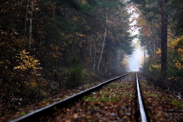 秋の木の中の鉄道線路