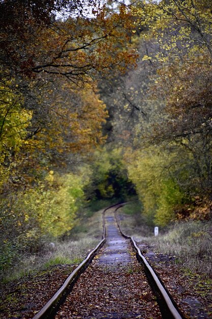 Foto traccia ferroviaria in mezzo agli alberi durante l'autunno