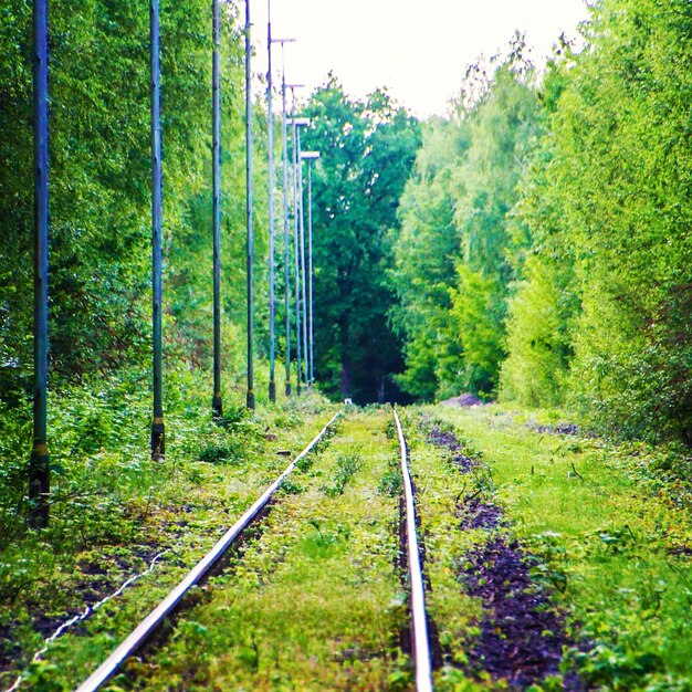 Railroad track amidst trees in forest