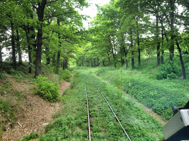 Photo railroad track amidst trees seen from train windshield in forest