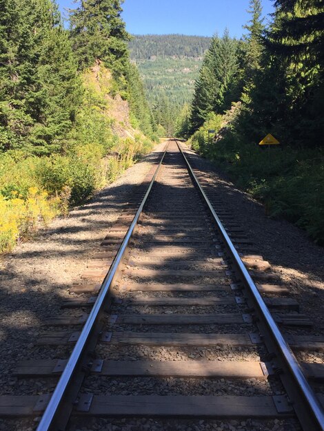 Railroad track amidst trees