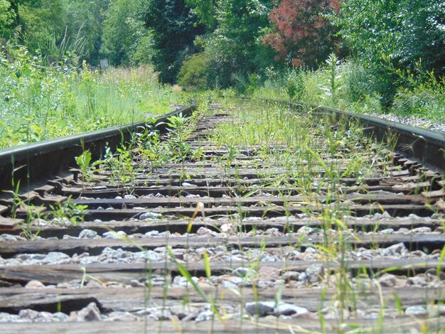 Railroad track by trees