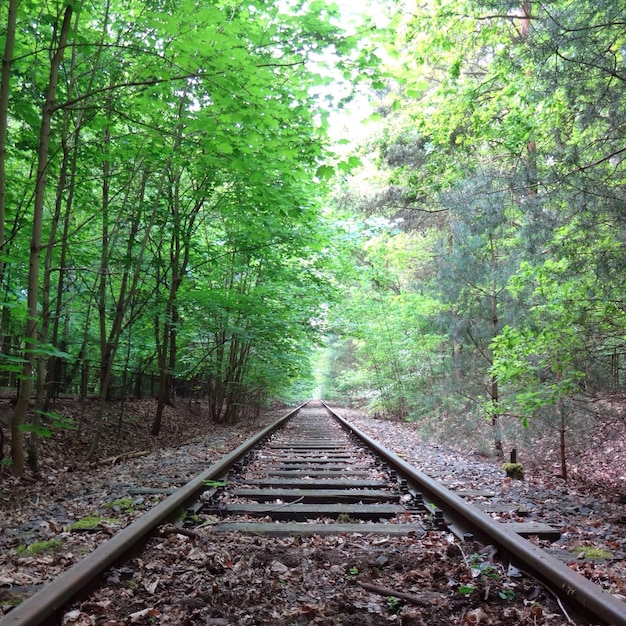 Railroad track in forest