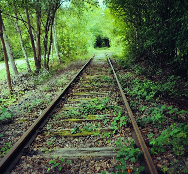 森林を通過する鉄道線路