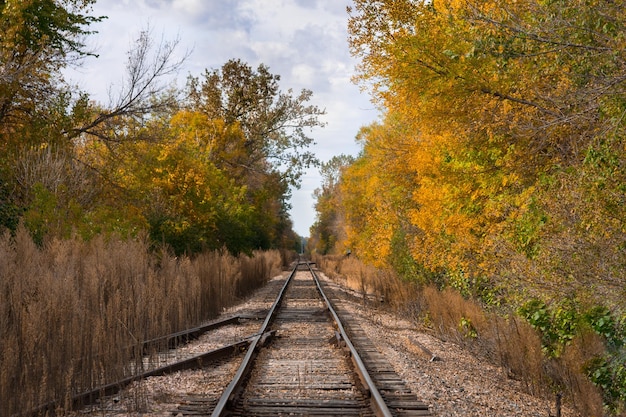 天空を背景に木々の中の鉄道線路