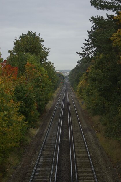 写真 天空を背景に木々の中の鉄道線路