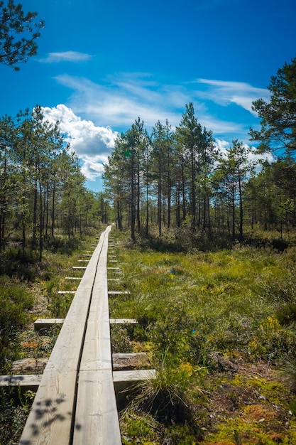 Railroad tracks amidst trees in forest against sky