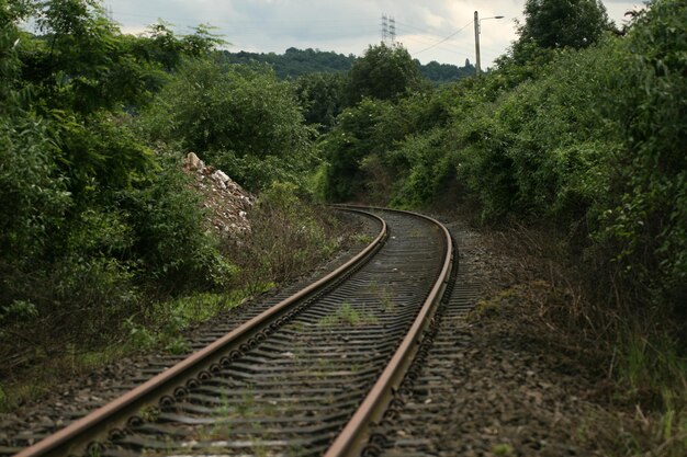 Railroad tracks amidst trees in forest against sky