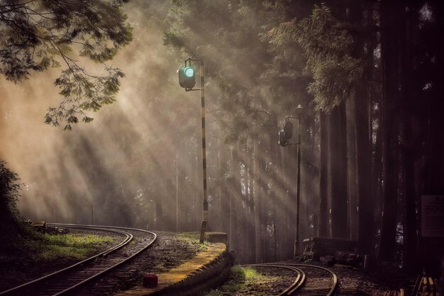 사진 숲 속 의 나무 들 사이 에 있는 철도 철도