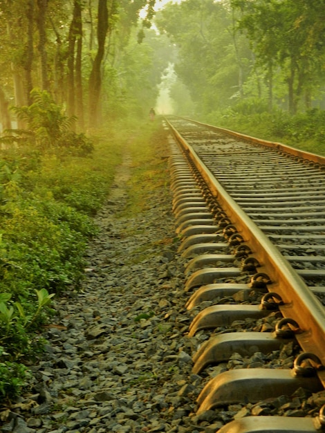 樹木の中の鉄道線路