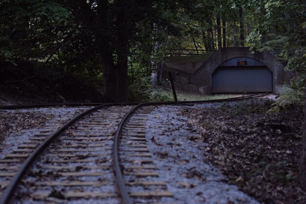 Foto tracce ferroviarie in mezzo agli alberi