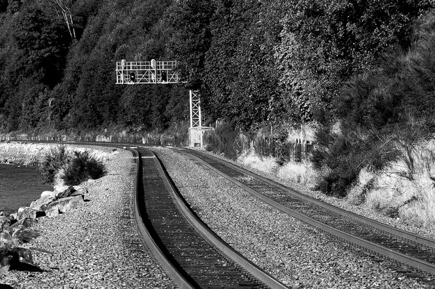 Foto tracce ferroviarie per alberi