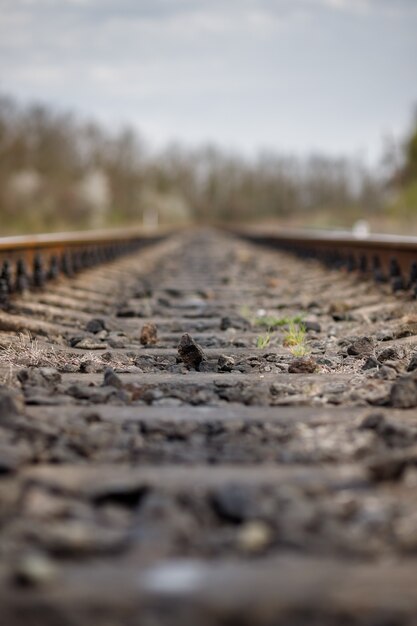 Railroad tracks in the forest