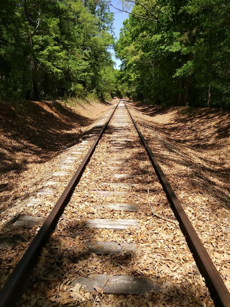 写真 森の鉄道線路