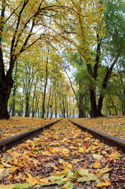 Rails in the city park with fallen yellow autumn leaves on the ground