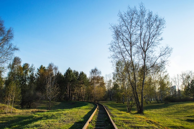 Photo rails in the evening forest