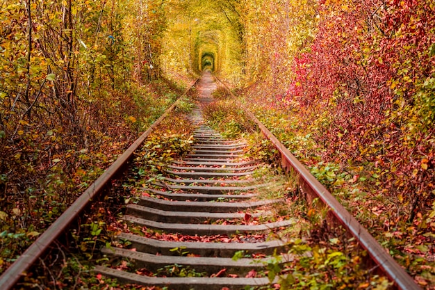 A railway in the autumn forest tunnel of love