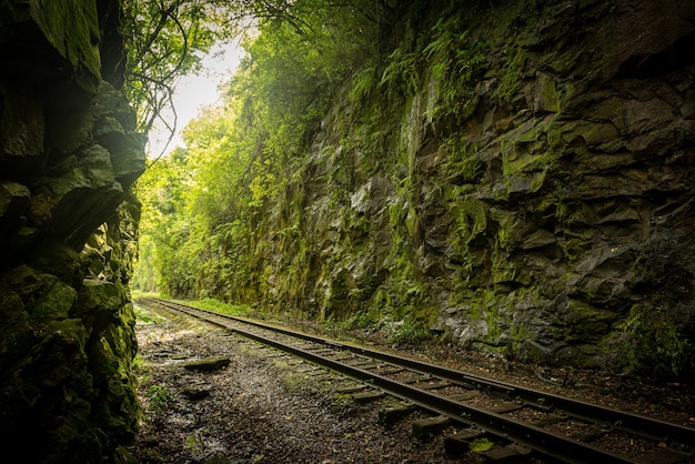 Railway crossing forest Rio Grande do Sul Brazil