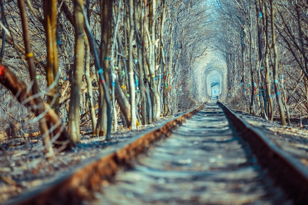 Ferrovia nella foresta all'inizio della primavera