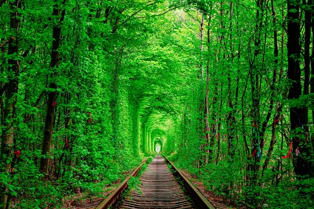 A railway in the forest