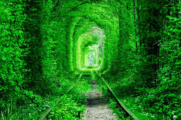 Foto una ferrovia nella foresta