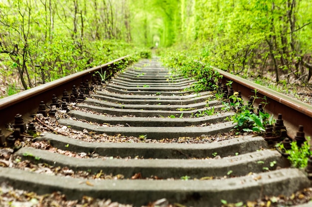 A railway in the spring forest Tunnel of Love green trees and the railroad