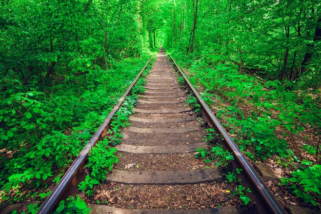 愛の春の森のトンネルの鉄道