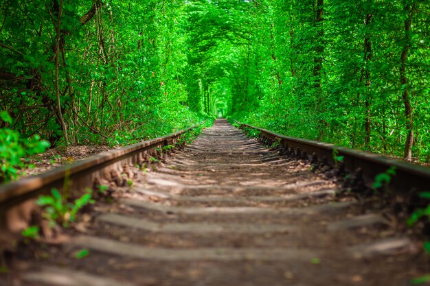 A railway in the spring forest tunnel of love