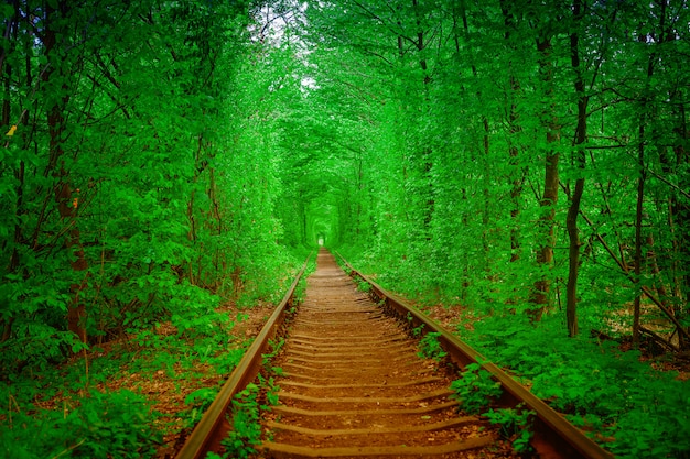 A railway in the spring forest tunnel of love