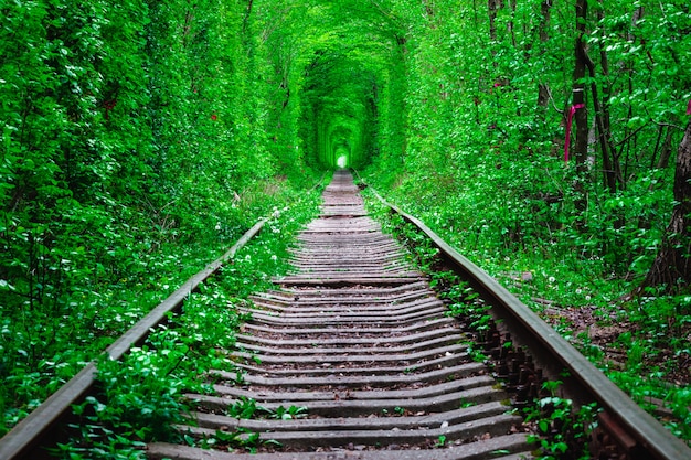 A railway in the spring forest tunnel of love